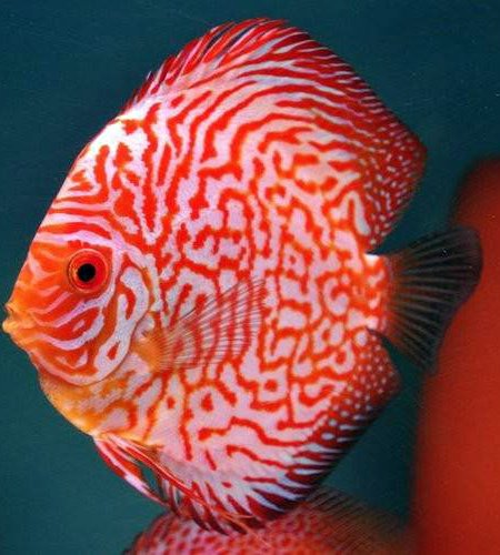 Discus Tropical Fish Exporter | Jy Lin Trading