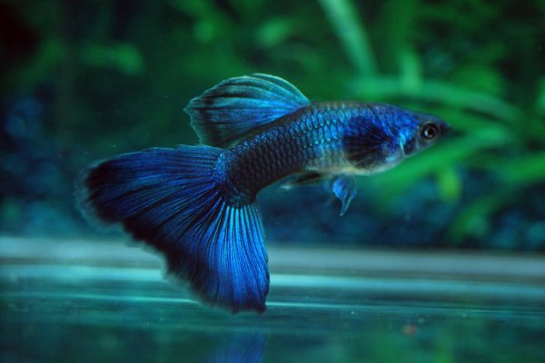 wholesale guppies for sale